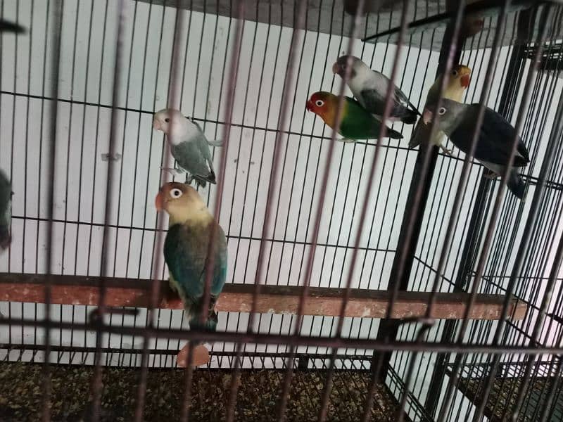 all bird sale 0