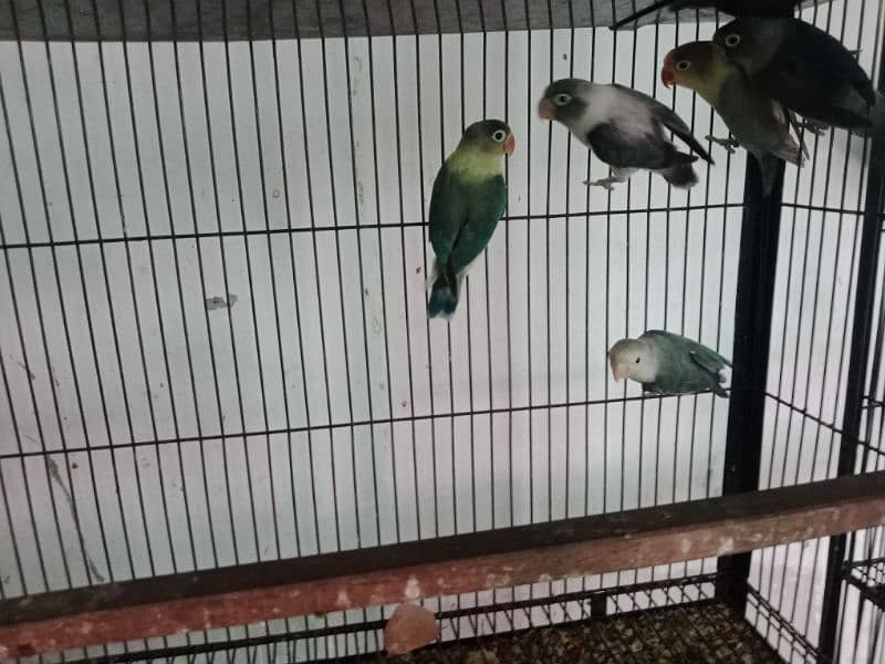 all bird sale 2