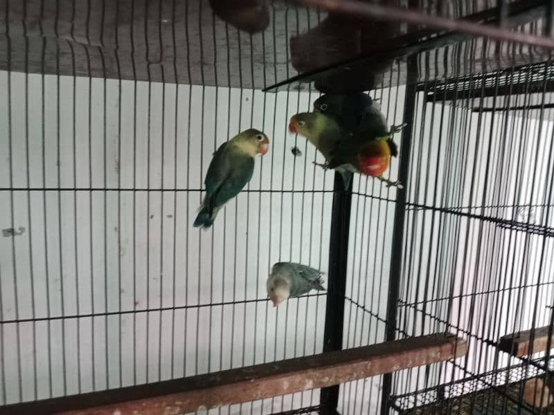 all bird sale 3