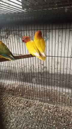 Different colors lovebirds 0