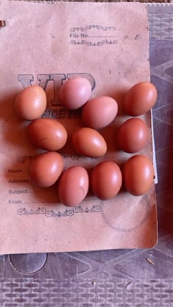 Organic Eggs / Desi Eggs 1