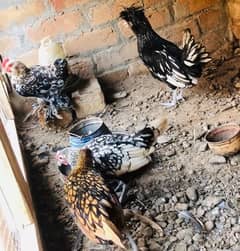 milli flur and sebrights fancy chicks available