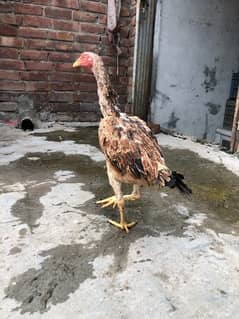 pure aseel Hen urgent sale Purety+Quality