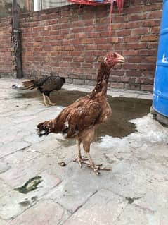 pure aseel Hen urgent sale Purety+Quality