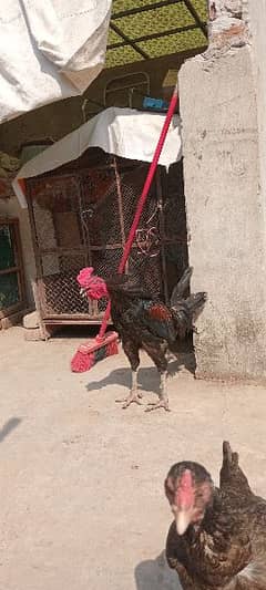 hen