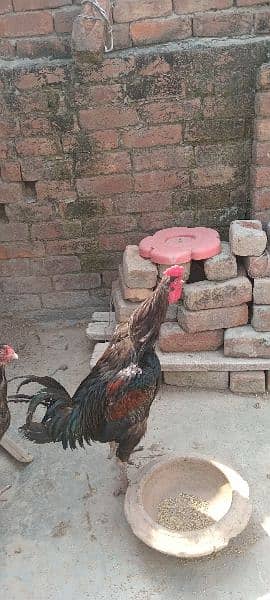 hen for sale 2