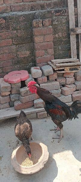 hen for sale 3