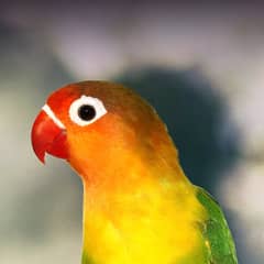 Love bird phisory for sale