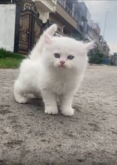 PERSIAN TRIPPLE COATED KITTEN