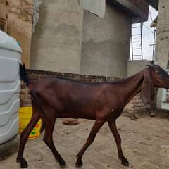 Nagri Bakri