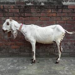 Daisi bakri for sale 03084493683