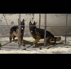 German shepherd adult pedigreed pair