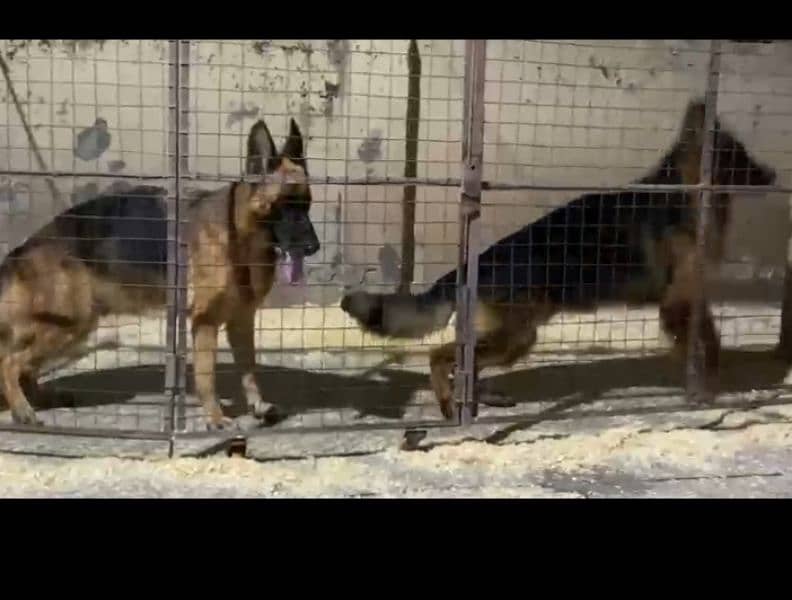 German shepherd adult pedigreed pair 1