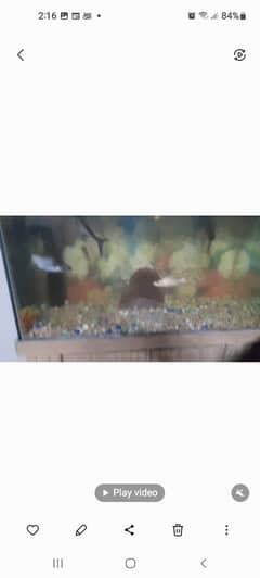 fish aquarium with fish