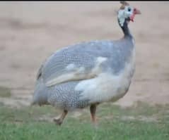 Guineafowl Pair