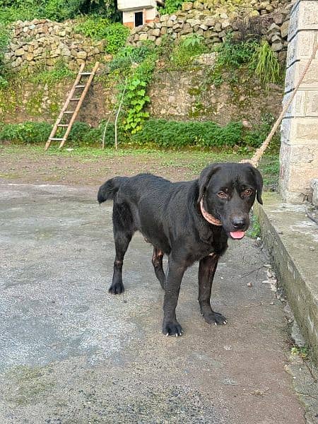 Breed = Labrador 5