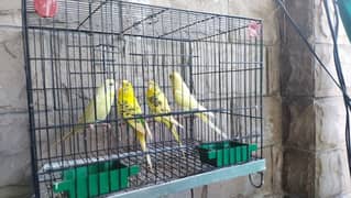 Budgies