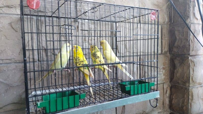 Budgies 2 pairs 1