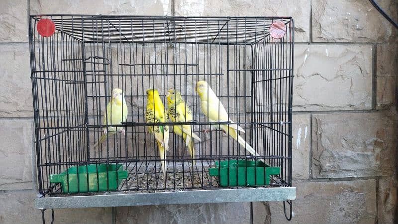 Budgies 2 pairs 2