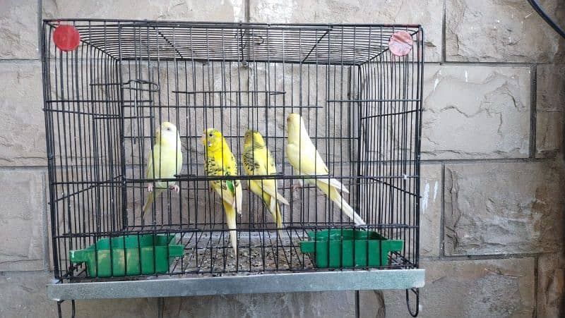 Budgies 2 pairs 3