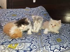 Persian kittens for sale