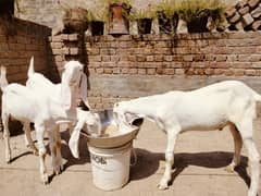 Ranjan Puri goats