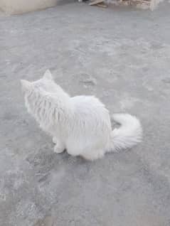 Blue eyes female cat for sale triple coated WhatsApp NUM 03065552120