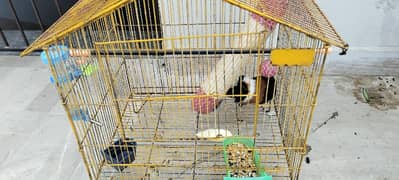 Rabbit family Guinea pig ( American Cavies )