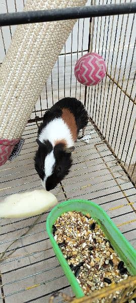 Rabbit family Guinea pig ( American Cavies ) 1