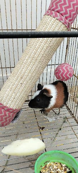 Rabbit family Guinea pig ( American Cavies ) 2