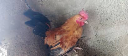 small hens for sell