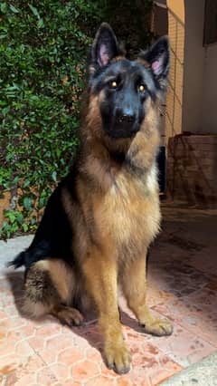 german shepherd