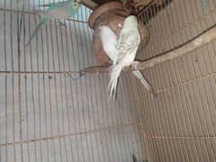 budgies for sale contact number 0 3 1 6 2 5 5 8 3 6 3