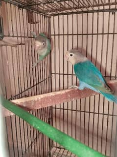 different parrots pair