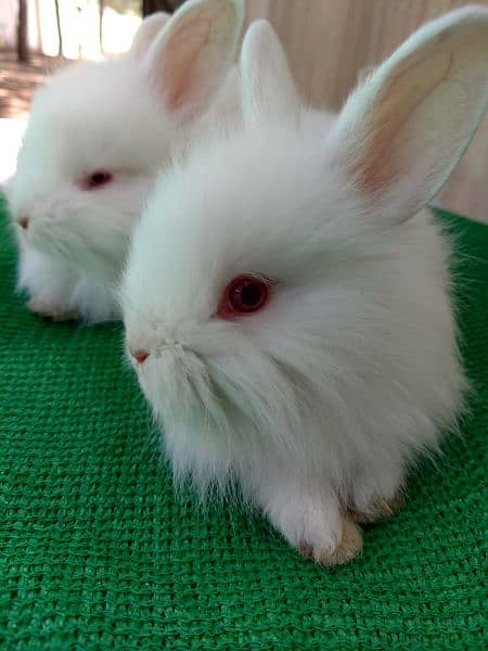 loinhead & English angora rabbit bunnies 2