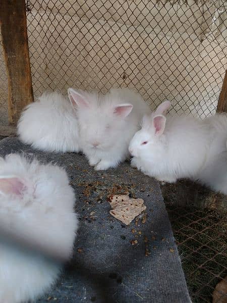 loinhead & English angora rabbit bunnies 3