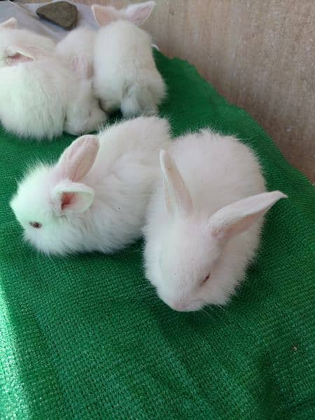 loinhead & English angora rabbit bunnies 4