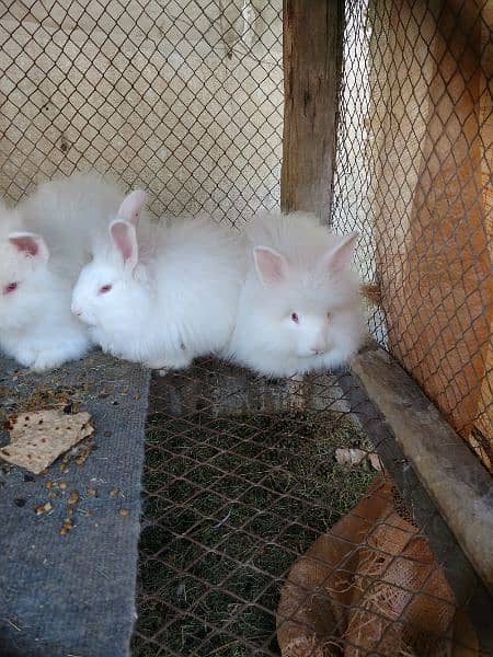 loinhead & English angora rabbit bunnies 5