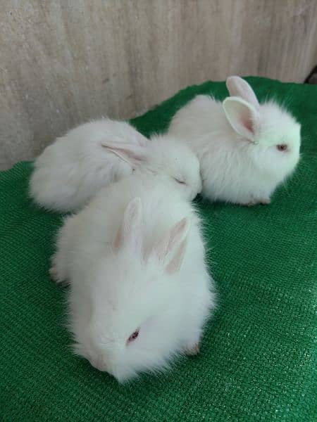 loinhead & English angora rabbit bunnies 6