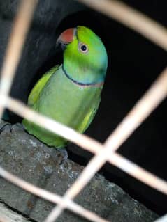 Breader pair Green parrot