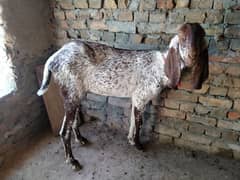 Makhi cheni pregnant goat