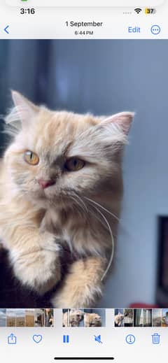 Golden Persian female cat vaccinated for year and potty trained