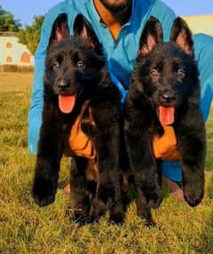 black German shepherd