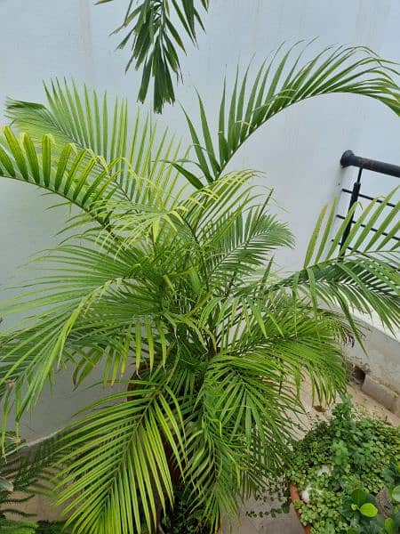 Areca / Golden Palm 2