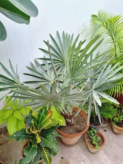 Bismarckia palm