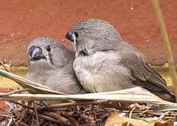 zebra finches pathy