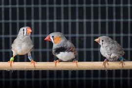 zebra finches pathy and white banglise