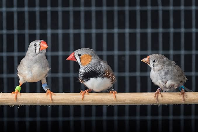 zebra finches pathy and white banglise 0