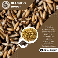 Baby, Adult, & Sun-Dried BSF Larvae - High-Quality Feed Options Availa