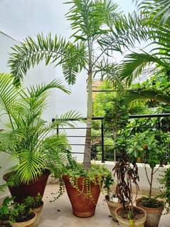 Foxtail palm